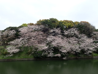 2020年自粛中の千鳥ヶ淵の満開の桜