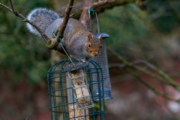  Eastern gray squirrel Sciurus carolinensis on a bird feeder