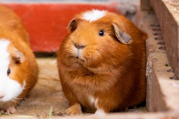 Fototapeta premium Meerschweinchen