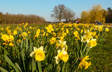 Daffodils and people enjoying first spring sun