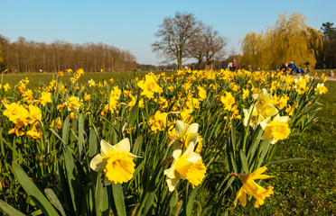 Obraz premium Daffodils and people enjoying first spring sun