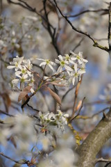 rock pear in spring