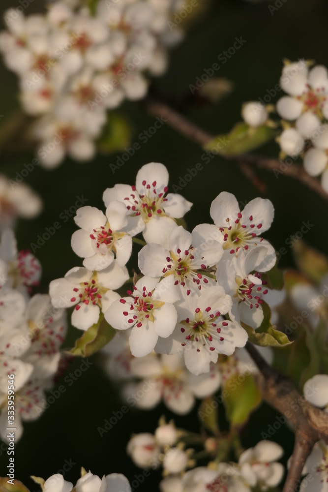 Wall mural Pear blossoms 