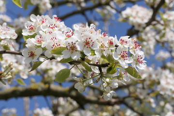 pear tree in spring