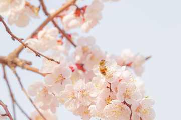 Blooming apricot flowers and honeybee in springtime.