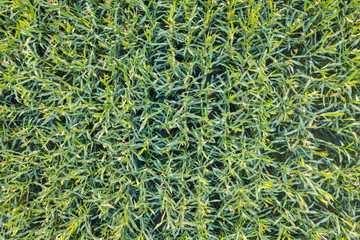 Aerial view from drone of cultivated green corn field landscape for agriculture concept