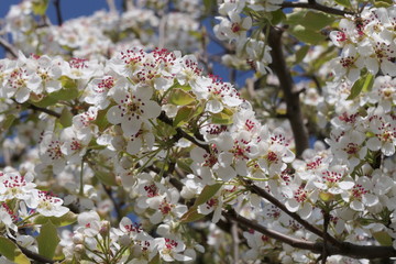 Pear blossoms 