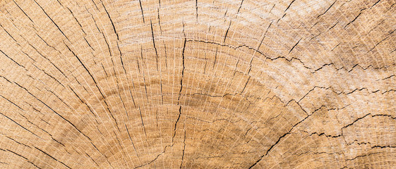 Fototapeta premium Wood texture of old cut tree trunk - wooden surface background