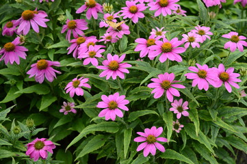 Closeup Echinacea 'Pow Wow Wild Berry' known as coneflower with blurred background in summer garden