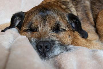 Close up of a sleeping border terrier with floppy ears on a soft blanket