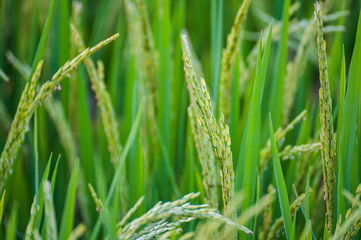 Close up to one ear of rice or ear of paddy, selected focus on field