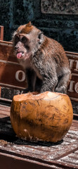 Affe auf Kokosnuss zeigt Zunge