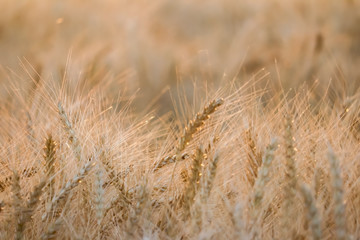 Sunset between wheat spike,Colorful sunset over wheat field.,green wheat and sunset time