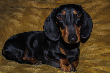 Dachshund dog laying on a fluffy blanket looking toward the camera