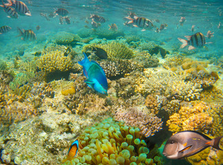 Underwater world. Coral fishes of Red sea.