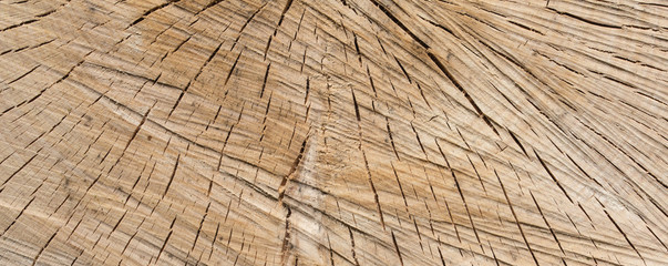 Fototapeta premium Wood texture of cut tree trunk - wooden surface background