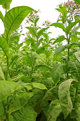tabak pflanze