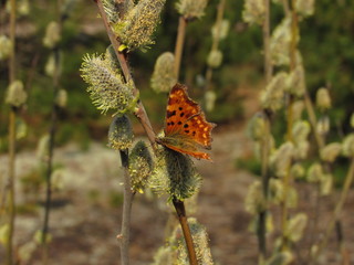 butterfly on flower