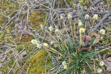 スズメノヤリに似ている植物