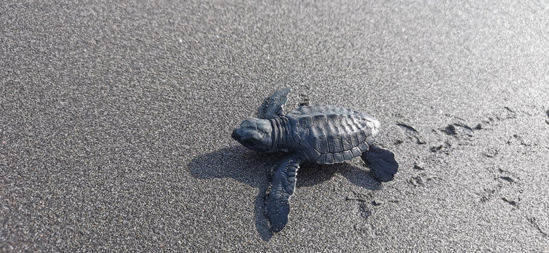 Baby Schhildkröte im Sand in Nahaufnahme
