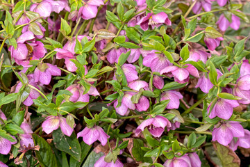 Naklejka premium クリスマスローズ