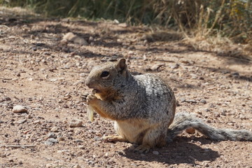 squirrel eating a nut