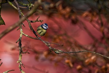  Eurasian blue tit Cyanistes caeruleus  on branch