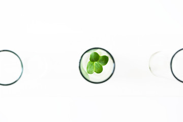 Macro young green sprout of herb in glass test tubes on white background with selective focus, top view. Natural pharmaceutical research. Organic cosmetic laboratory