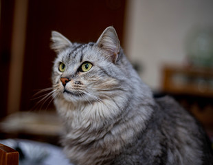 La mia bellissima gatta