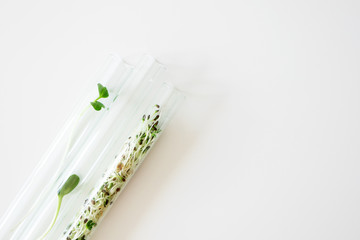 Young green sprout of herbs in glass test tubes on white background with copy space, above. Natural pharmaceutical research. Organic cosmetic laboratory