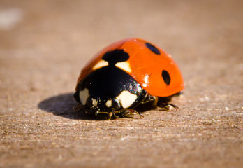 A beautiful ladybird as a macrophotography, red on a wooden background