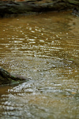 Gota de agua crea onda en un riachuelo