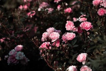 roses bush as floral background