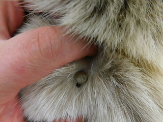  Encephalitis tick under dog hair