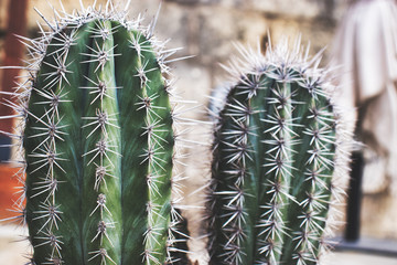 prickly cactus grew in a city park