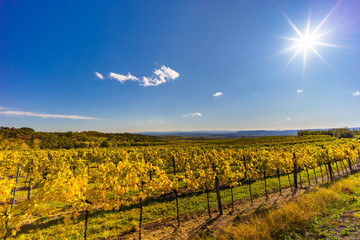 autumn vineyard near Langenlois, Lower Austria, Austria