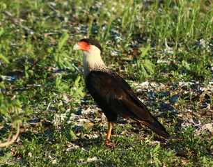 Caricare (Caracara cheriway) Paraguaná