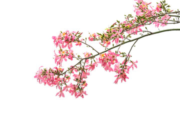 silk floss tree flower isolated on white background