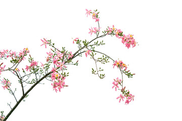 silk floss tree flower isolated on white background