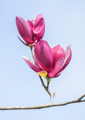 Beautiful magnolia flowers on blue sky. Spring garden