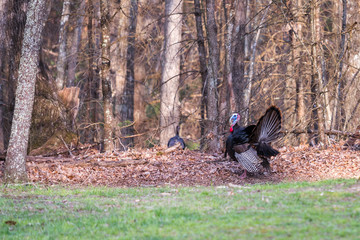 A large male wild turkey strutting to try to attract a female.