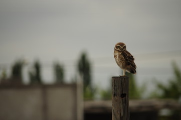 bird of prey