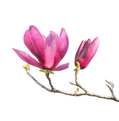 magnolia flower spring branch isolated on white background