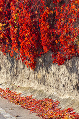 old wall with colorful leaves in autumn
