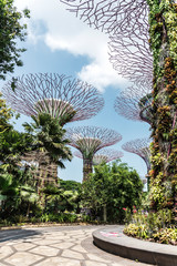 Bäume in Singapur