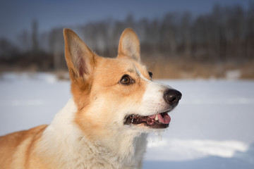 Dog Welsh Corgi Pembroke in winter scenery on a frozen pond