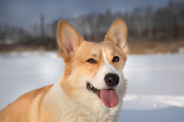 Dog Welsh Corgi Pembroke in winter scenery on a frozen pond