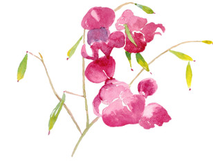 pink flower isolated on white background