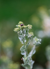 coccinelle après la pluie
