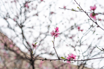 Wild cherry or cherry blossoms in the spring season. Branches on a tree against the sky. Pink flowers